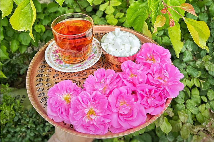 مراسم گلاب گیری کاشان