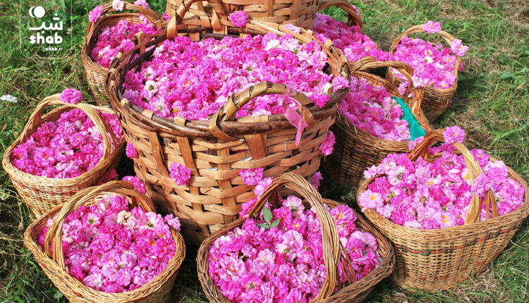گلاب گیری کاشان