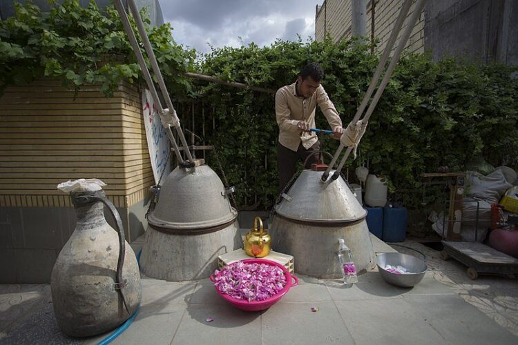 گلابگیری در نیاسر