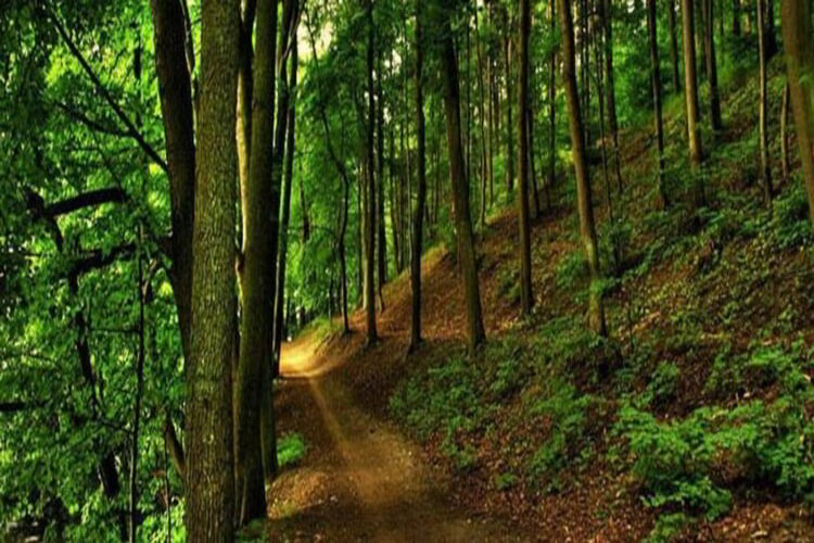 جنگل هلی دار از جاهای دیدنی سوادکوه