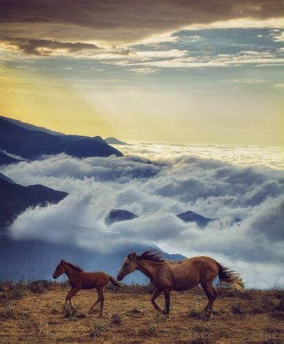 جنگل ابر، الهام بخش هنرمندان