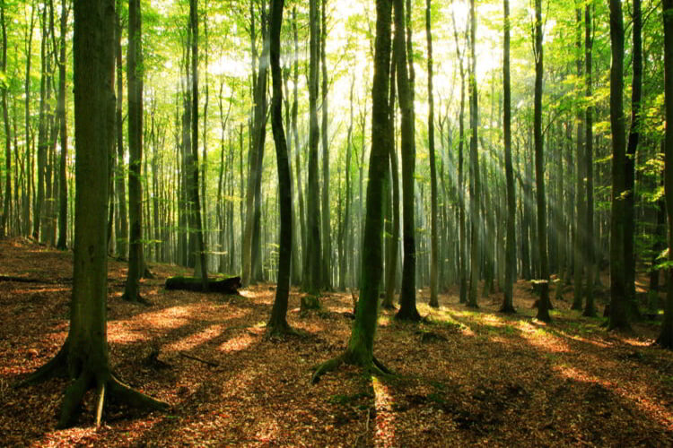 جنگل های راش در سوادکوه