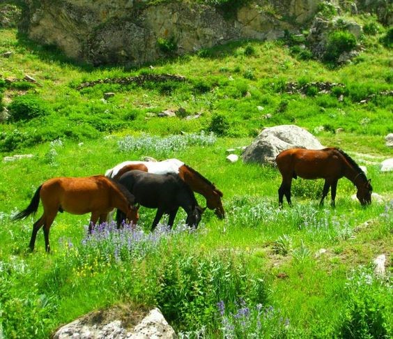 دشت سبز شمال ایران - از نظر توریستهای عاشق ایران