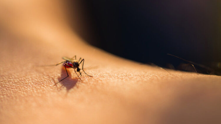 زخم نیش حشرات و بریدگی در سفر