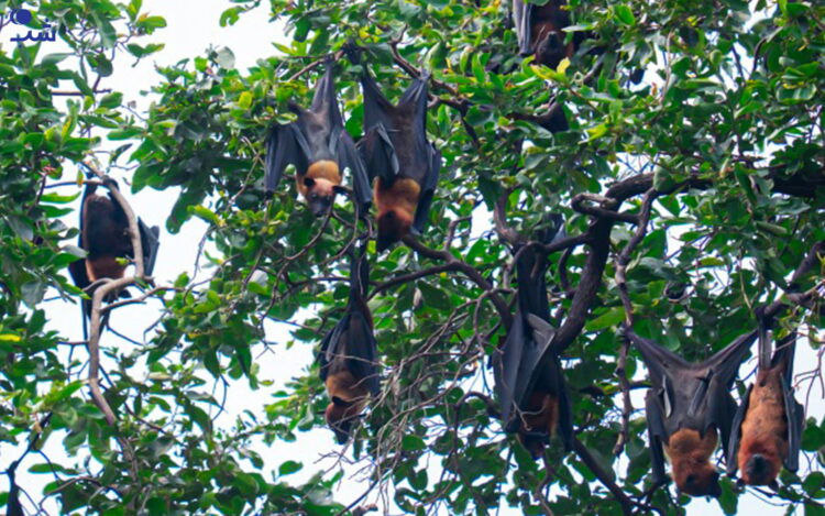 به حیوانات نزدیک نشوید