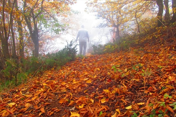 بهترین مقصد سفر در پاییز و جنگل ابر