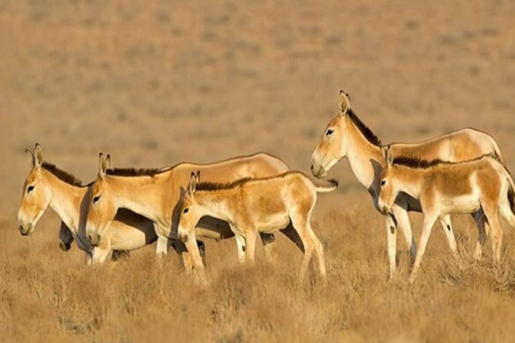 بهترین مقصد سفر در پاییز و کویر خارتوران