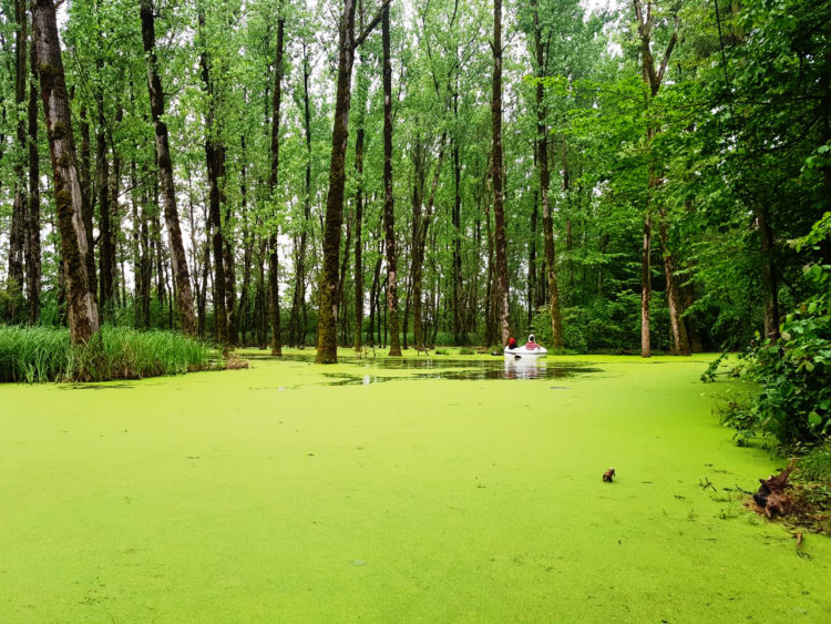 مرداب سراوان