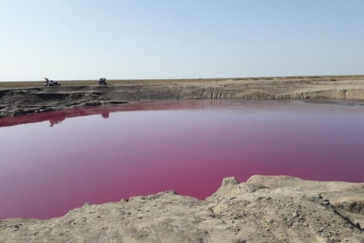 گلفشان نفتلیجه