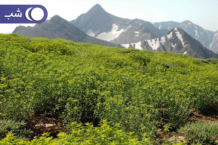 جاهای دیدنی یاسوج دشت راق