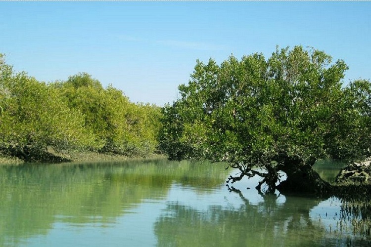 جنگل حرا چابهار