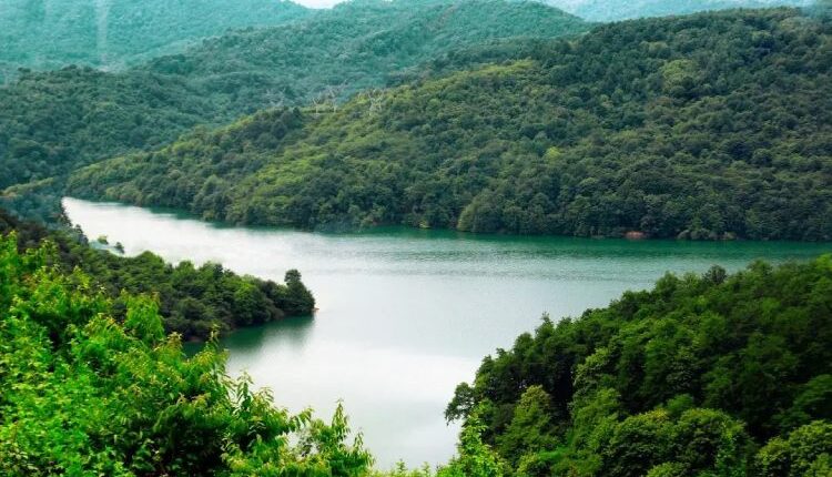 معرفی جنگل لفور