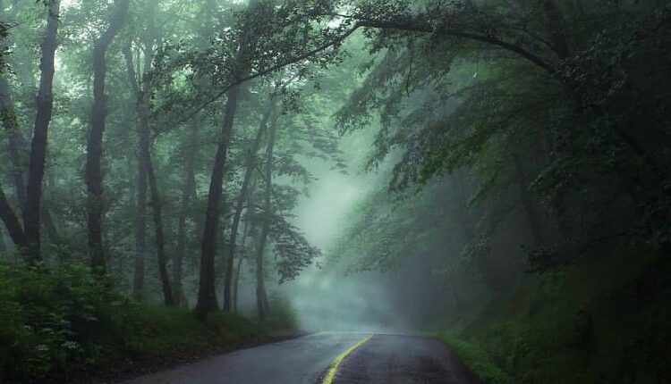 معرفی جنگل دالخانی