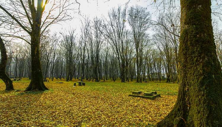 معرفی پارک جنگلی سیسنگان