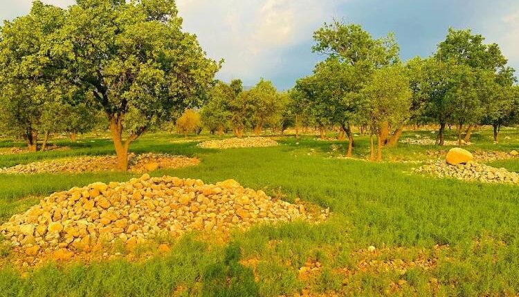 معرفی دشت ارژن شیراز