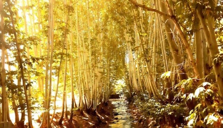 معرفی شاندیز مشهد