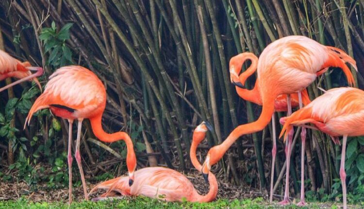 معرفی باغ پرندگان کیش