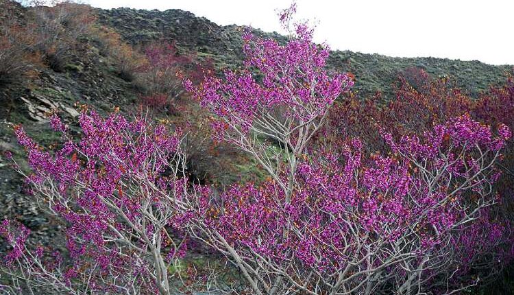 دره ارغوان کجاست؟