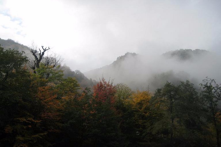 جنگلهای روستای زیارت گرگان