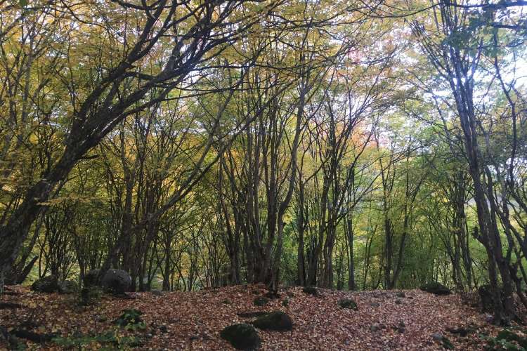 دیدنیهای نزدیک روستای زیارت گرگان