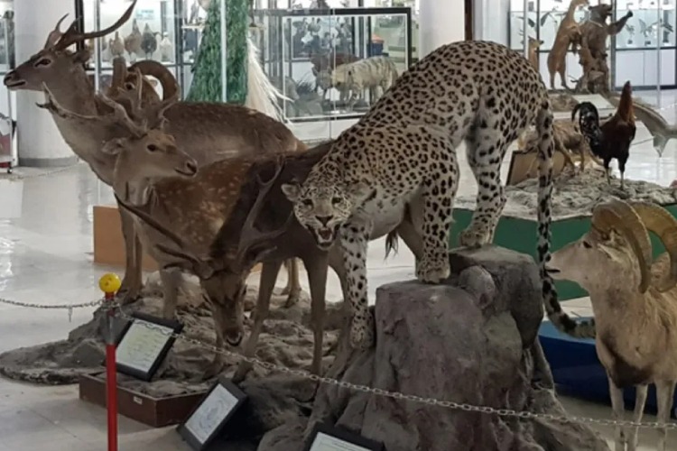 موزه تاریخ طبیعی شیراز